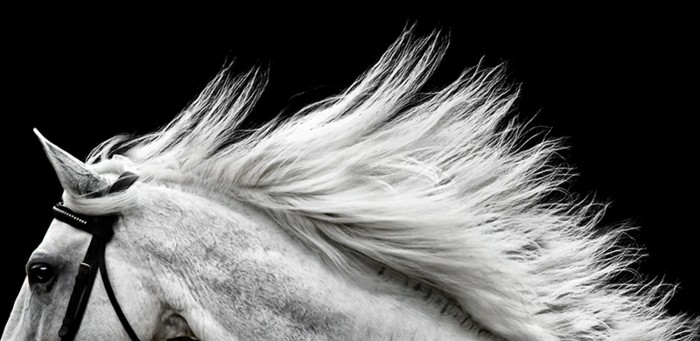 schöne-pferde-bilder-der-wilde-geist-der-freiheit