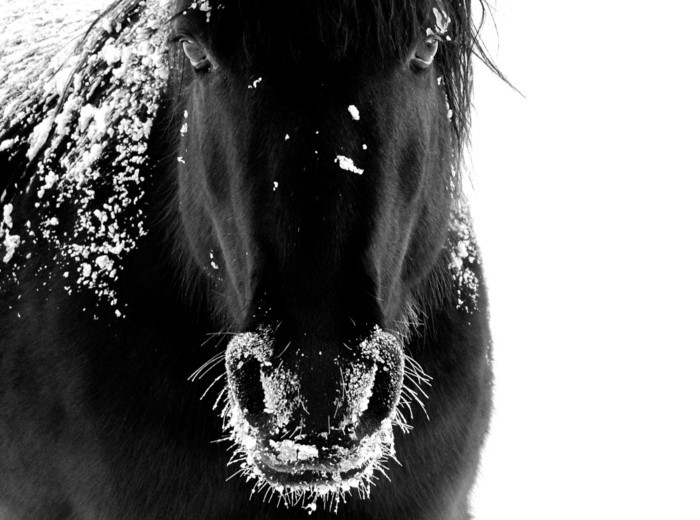 schöne-pferde-bilder-der-wilde-geist-des-pferdes