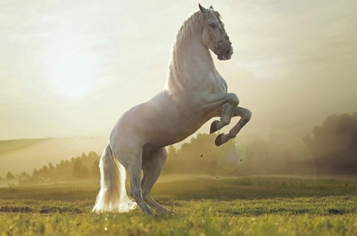 schöne-pferde-bilder-die-faszinierende-Schönheit-des-pferdes