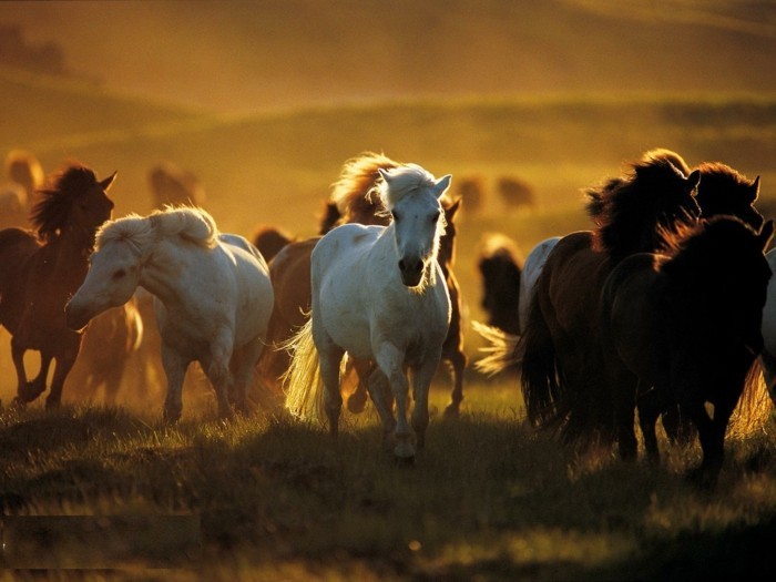 schöne-pferde-bilder-die-schönheit-der-wilden-pferde