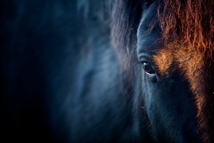 schöne-pferde-bilder-die-schönheit-des-wilden-geistes