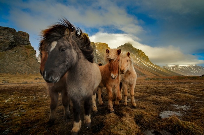 schöne-pferde-bilder-die-schönheit-einer-wilden-herde