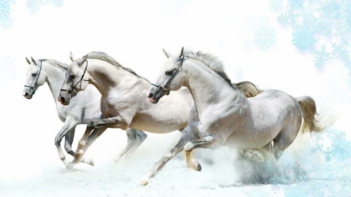 schöne-pferde-bilder-drei-weiße-pferde