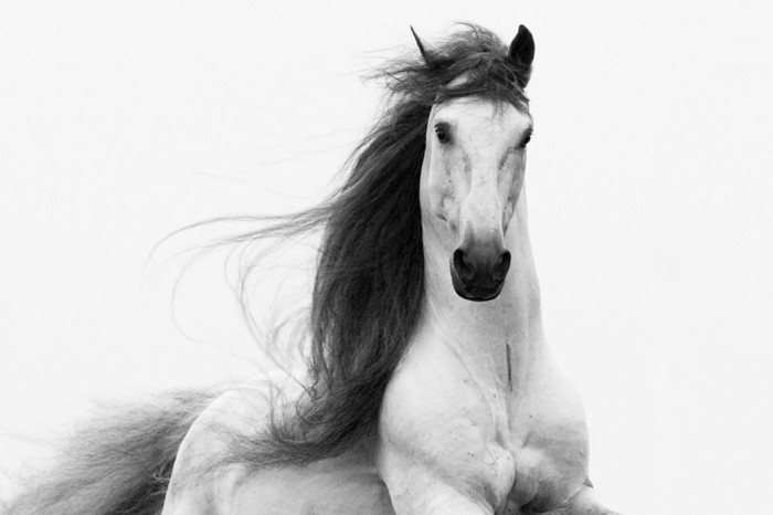 schöne-pferde-bilder-ein-Freiheit-symbolisierendes-pferd