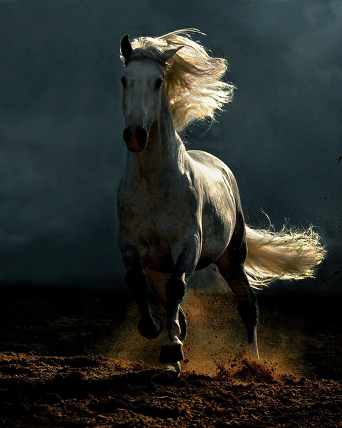 schöne-pferde-bilder-ein-galoppierendes-pferd