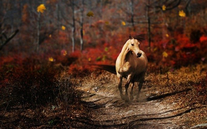 schöne-pferde-bilder-ein-inspirierendes-bild