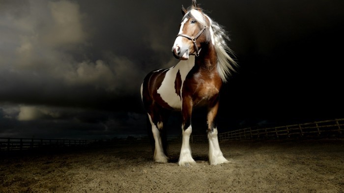 schöne-pferde-bilder-ein-starkes-pferd
