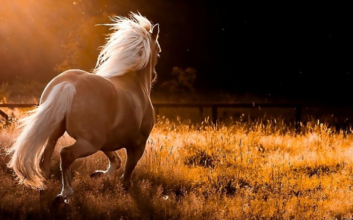 schöne-pferde-bilder-ein-wildes-pferd