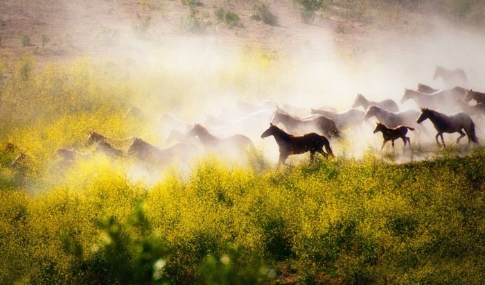 schöne-pferde-bilder-eine-wilde-herde