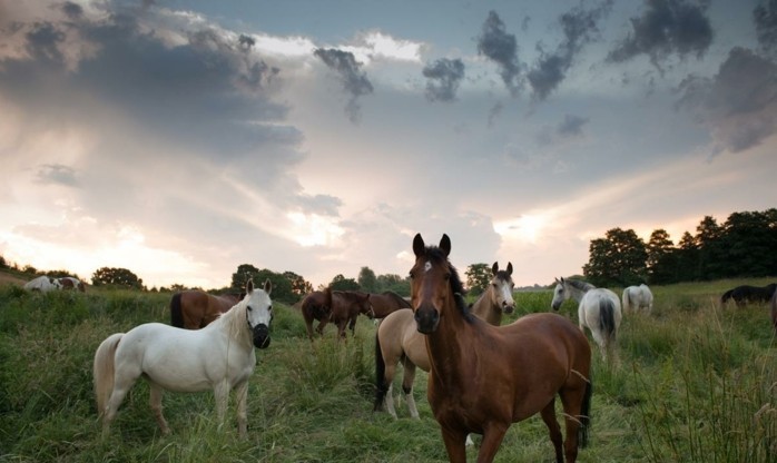 schöne-pferde-bilder-eines-unserer-lieblingsbilder