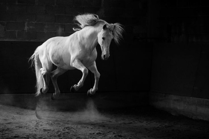 schöne-pferde-bilder-hier-stellen-wir-ihnen-ein-inspirerendes-pferdebild-vor-resized
