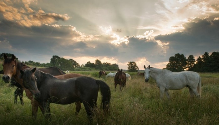 schöne-pferde-bilder-hier-stellen-wir-ihnen-eines-der-schönsten-pferdebilder-vor