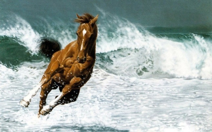 schöne-pferde-bilder-hier-stellen-wir-ihnen-noch-ein-tolles-bild-vor