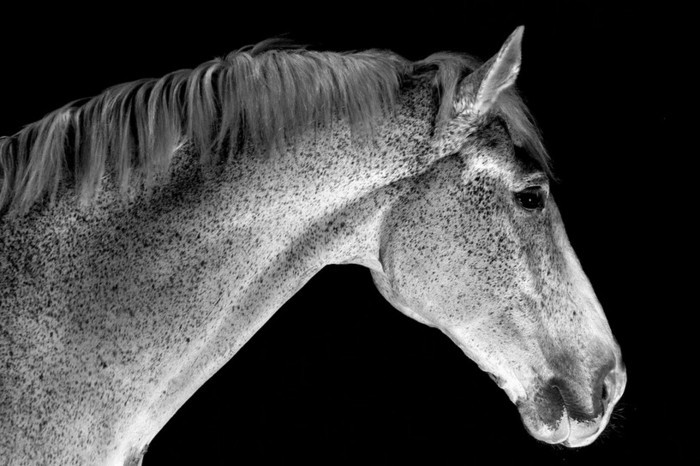 schöne-pferde-bilder-in-schwarz-weiß-schöne-pferde-bilder-machen 