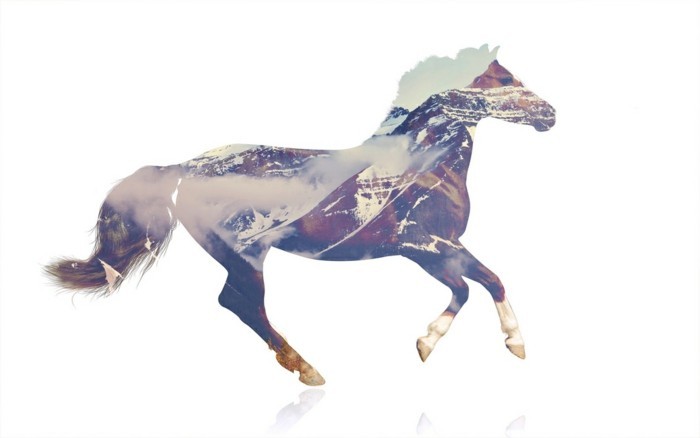 schöne-pferde-bilder-mit-Mehrfachbelichtung-tolle-bilder-machen