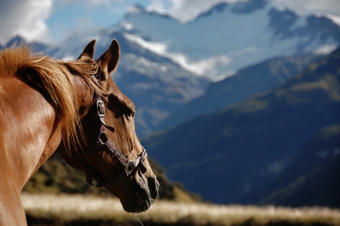 schöne-pferde-bilder-noch-ein-inspirierendes-pferdebild