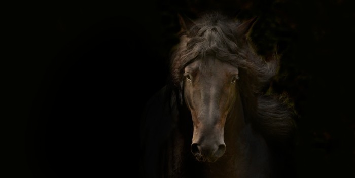 schöne-pferde-bilder-noch-ein-tolles-pferdebild