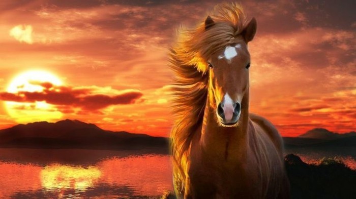 schöne-pferde-bilder-pferdebilder-können-inspirierend-sein 