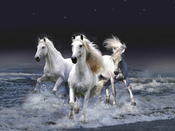 schöne-pferde-bilder-schön-aussehende-pferde