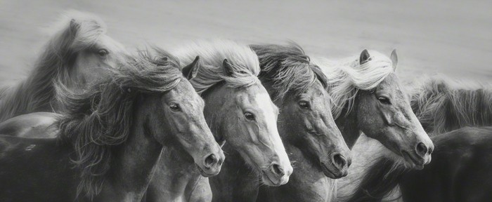 schöne-pferde-bilder-traumhafte-galoppierende-pferde