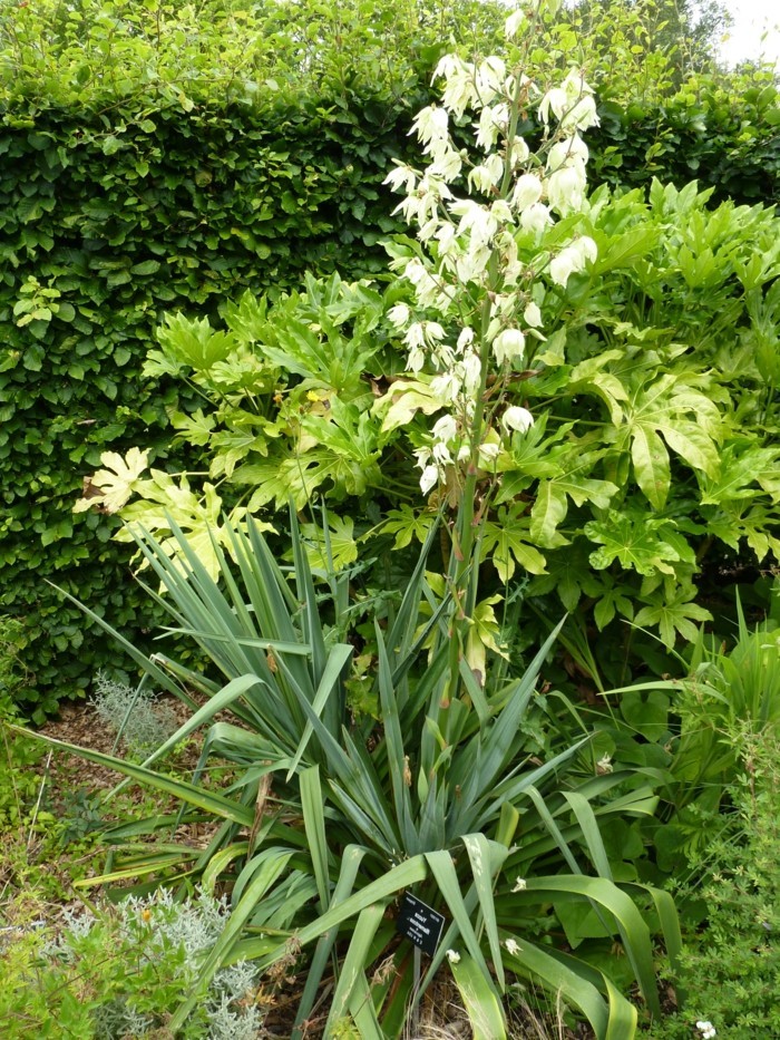 Exotische Pflanzen im Garten Informatives und Pflegetipps