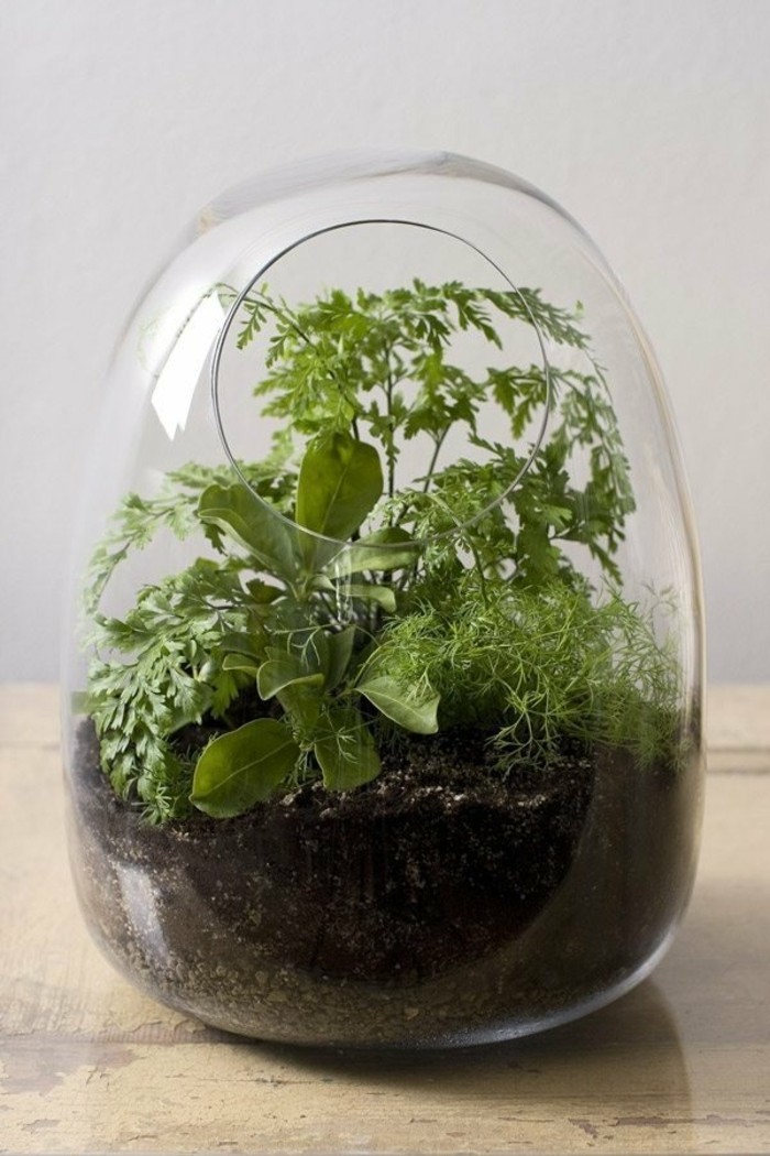 terrarium-selber-bauen-hier-ist-ein-mini-terrarium-für-pflanzen