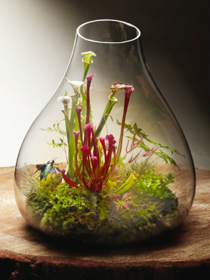 terrarium-selber-bauen-tolle-idee-für-pflanzen-terrarium