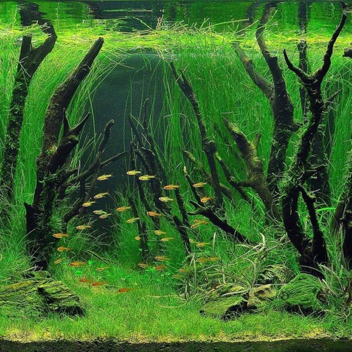 aquarium-deko-mit-pflanzen-wasserpflanzen-aste-kleine-fische-sand-aquarium-einrichtung