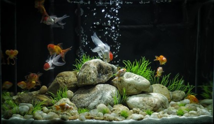 aquarium-einrichtung-aqarium-deko-aquarium-fur-fische-mit-steinen-gestalten