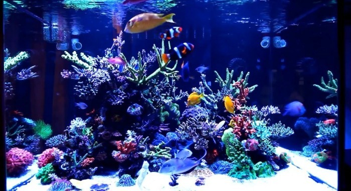 aquarium-einrichtung-fur-aquarium-mit-meereswasser-meeresfische-korallen-aquarium-gestalten