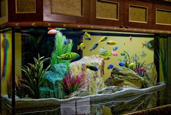 aquarium-einrichtung-groses-aquarium-steindeko-im-aquarium-fische-im-aquarium