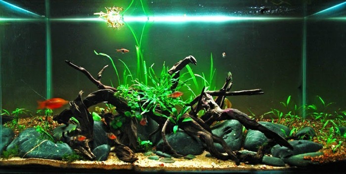 aquarium-einrichtung-mit-steinen-sand-und-asten-aquarium-licht-aquarium-gestalten