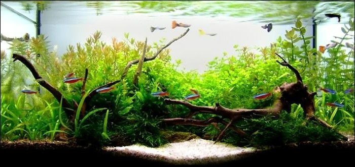 aquarium-fur-fische-schon-einrichten-aquarium-gestaltung-aquarium-deko-aquarienpflanzen