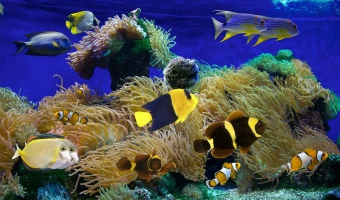 aquarium-fur-kleine-exotische-meeresfische-korallen-aquarium-gestaltung-aquarium-deko