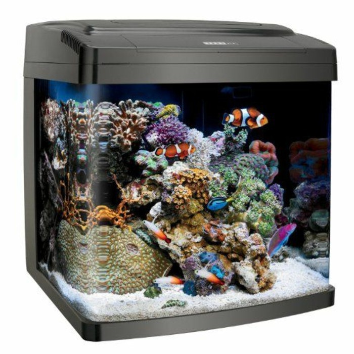 aquarium-fur-kleine-fische-korallen-weiser-sand-geschlossenes-aquarium-dunkler-hintergrund