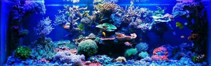 aquarium-gestaltung-groses-aquarium-deko-aquarium-gestaltung-aquarium-einrichten