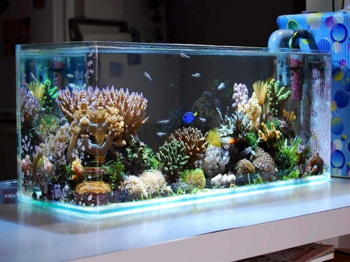 aquarium-gestaltung-mit-korallen-meerespflanzen-kleine-fische-aquarium-gestalten