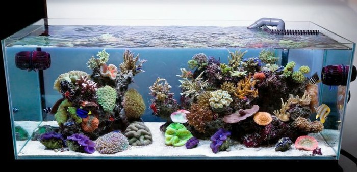 aquarium-mit-salzwasser-meereswasser-koralle-exotische-fischen-weiser-sand-aquarium-einrichten
