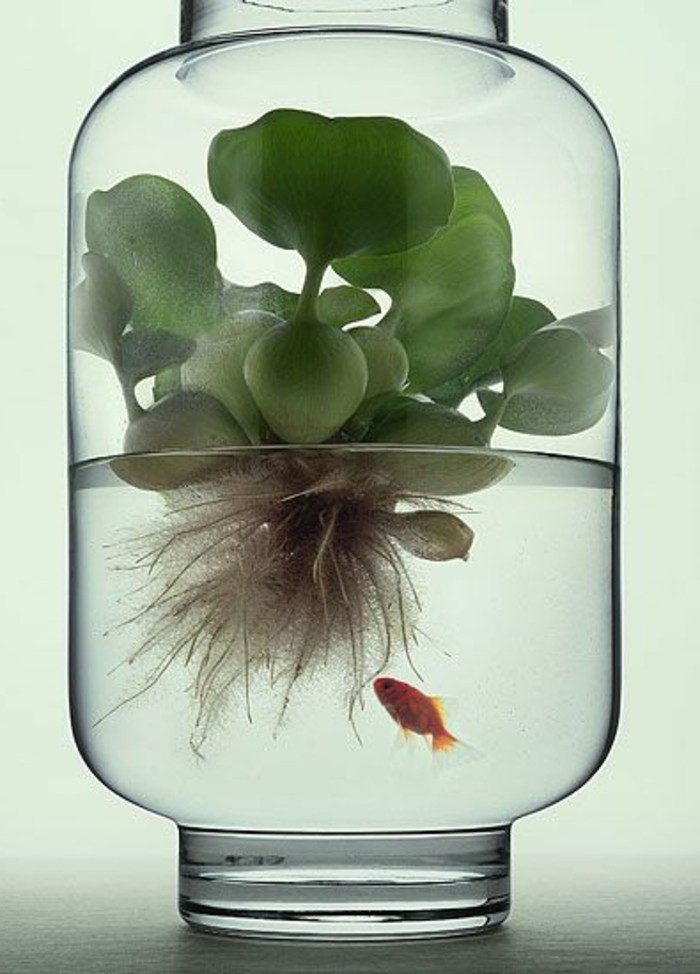 aquarium-mit-unregelmasiger-form-pflanzen-fur-aquarium-goldfisch-glas-aquarium-gestaltung