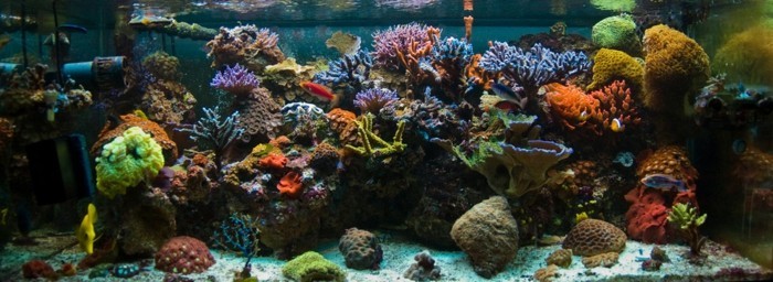 die-beste-aquarium-gestaltung-fur-meeresfische-mit-korallen-steinen-und-sand