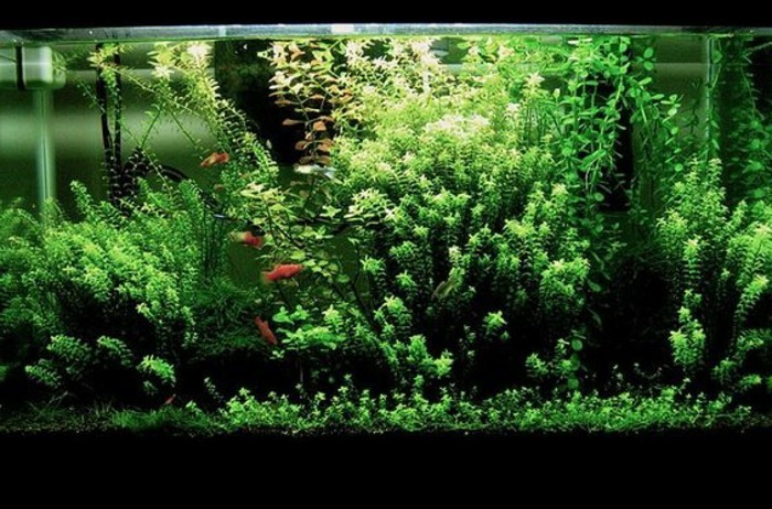 die-schonste-aquarium-deko-aquarium-einrichtung-aquarium-mit-pflanzen-einrichten