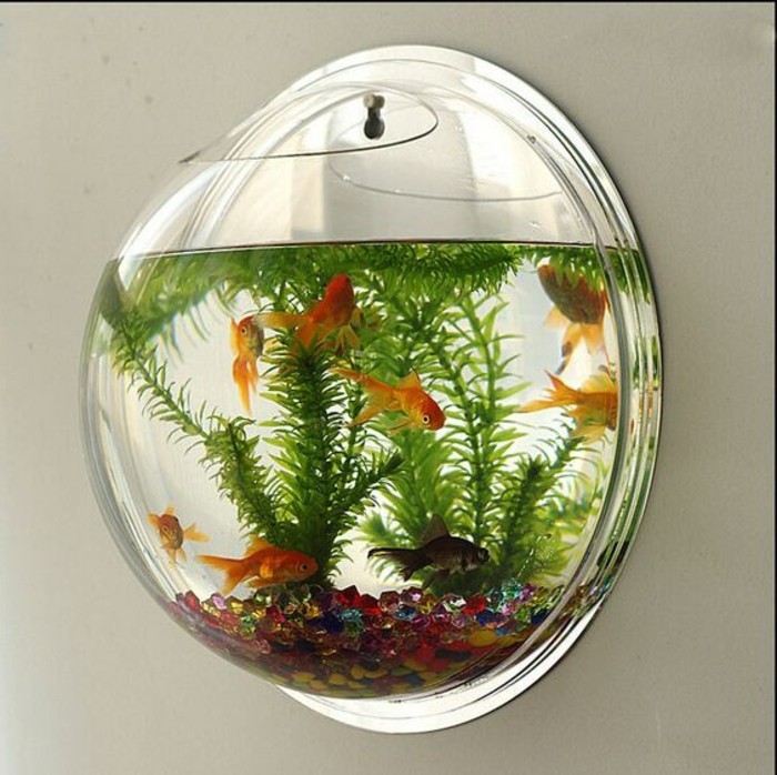 goldfische-aquarium-einrichtung-aquarium-deko-mehrfarbige-steine-wasserpflanzen