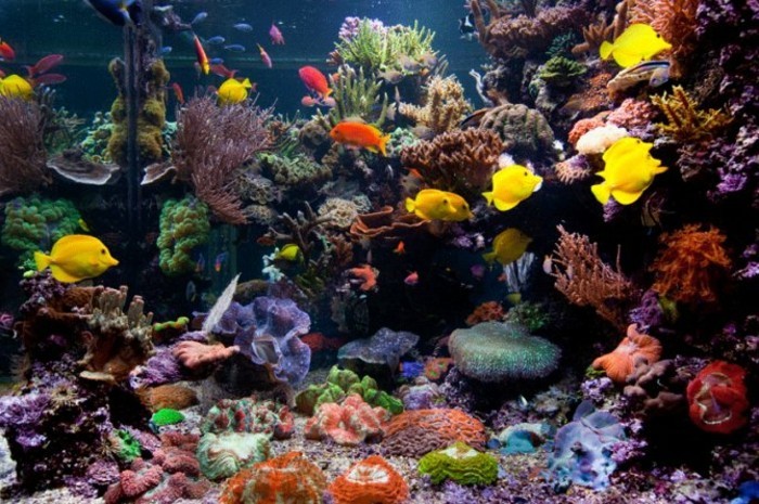groses-aquarium-korallen-aquarium-deko-aquarium-gestalten-aquarium-einrichten