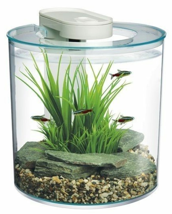 rundes-kleines-aquarium-wasserpflanzen-steine-kleine-fische-aquarium-deko-aquarium-einrichten