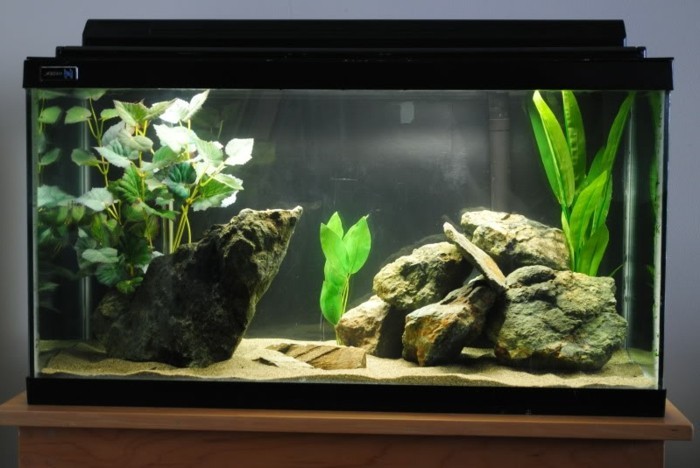 simple-aquarium-einrichtung-meerespflanzen-aquarium-gestaltung-aquarium-einrichten