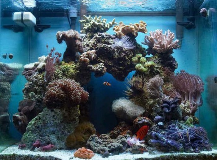 viereckiges-aquarium-fur-fische-steine-meerespflanzen-koralle-blaues-wasser-aquarium-einrichten