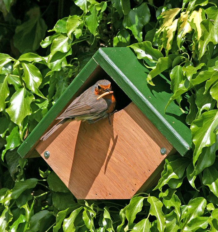 Vogelhaus für kleine Vögel selber bauen