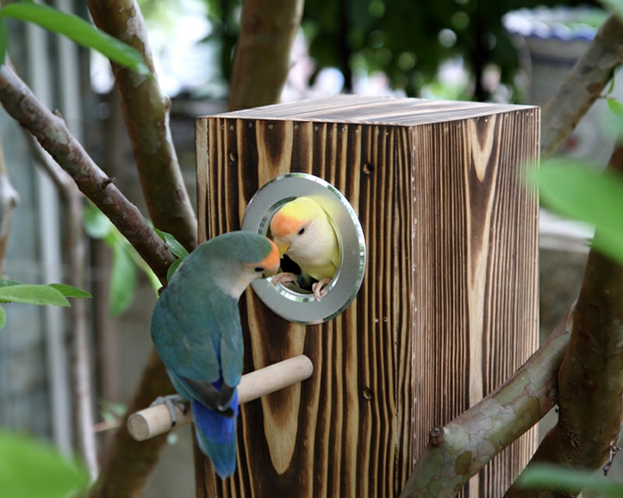 Holzhäuschen für Vögel: Nistkasten für Papagaien