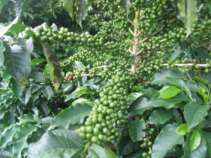 gruener-kaffee-positive-auswirkungen-auf-die-menschen-energie-minerale-eigenschaften-gruene-pflanze-kaffeepflanze