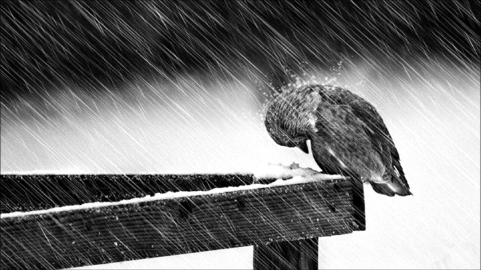 schwarzweiße-traurige-bilder-zum-weinen-ein-einsamer-trauriger-vogel